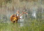 Swamp deer grazing