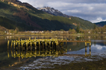 Old Pier, Loch Long, Arrochar - 3528