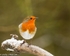 Robin-3811