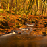 Autumn In Cloughleagh Woods