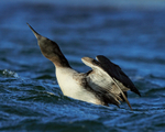Juvenile Great Northern Diver surfaces and shakes head, Farmoor