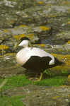 Eider Duck
