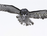 Great Gray Owl 2012-4696
