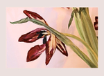 Christmas Tulips 2