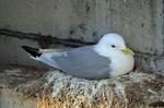 Kittiwake
