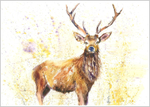 Proud Stag Limited Edition Print 363