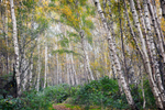 Silver Birch Woodland