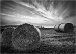 After The Harvest