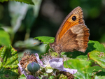 Gatekeeper