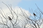 Lesser Grey Shrike and Red-backed Shrike
