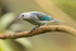 Blue-grey Tanager perched on a branch at La Paz Waterfall Gardens