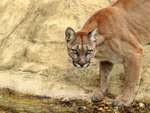 Puma at the edge of a water hole at the Big Cat Sanctuary