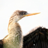 Anhinga - high key close shot, Venice Rookery, Florida