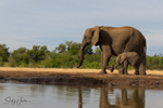 Elephant Baby 35