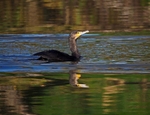 Cormorant