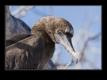 Juvenile booby