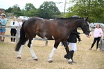 WJ6_8082