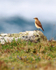 Wheatear perched on a rock on the Cornish coast