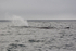 Sperm Whale surfaces & blows, Kaikoura, New Zealand