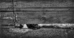 Under the Fence