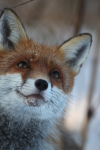Red Fox in snow_ AGTO162