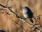 Dunnock