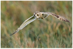 Short Eared Owl Hunting
