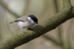 Marsh Tit 2