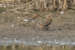 Snipe displaying fantail at Otmoor