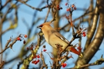 Waxwing