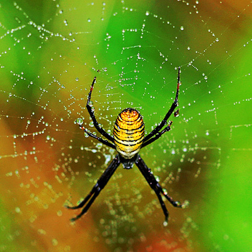 Business as usual for a banded garden spider after an early autumn shower