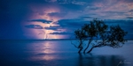Mangrove Strike