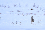 Coyote howling, Soda Butte Canyon, Yellowstone