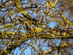 Blue Tit