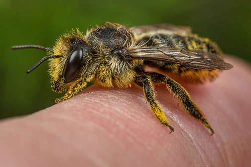 [i]Megachile centuncularis[/i] female. Staffordshire garden, August 2015.