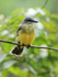 Tropical Kingbird, Gamboa, Panama
