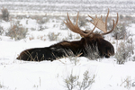 Winter Rest
