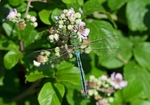 Emperor Dragonfly