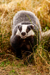 badger Meles meles-6104