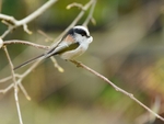 Birds portfolio