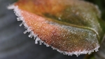 Frosted Euonymus Leaf
