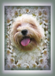Pear blossom puppy