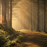 Early Morning Light