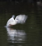 Black Headed Gull