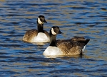 Canada Geese