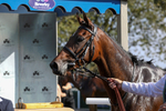 310824-Race 5-Bassadanza-1871