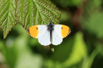Orange-tip (male) butterfly, Devon, England