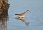 Lesser Yellowlegs