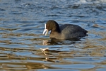 Coot