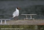 SBG030: Black-Headed Gull